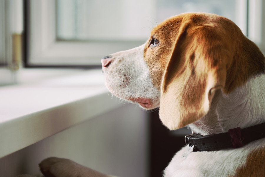 Dog waiting for homeowner to come home